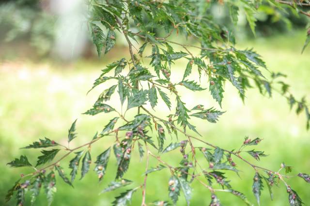 Buk zwyczajny „Asplenifolia”